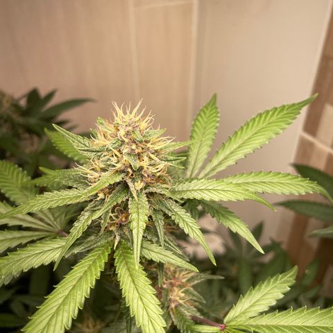 Tropicana Cookies Purple growlog timeline photo
