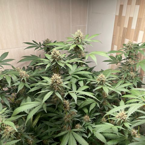 Tropicana Cookies Purple growlog timeline photo