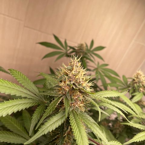 Tropicana Cookies Purple growlog timeline photo