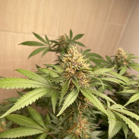 Tropicana Cookies Purple growlog timeline photo