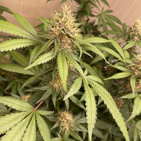 Tropicana Cookies Purple growlog timeline photo