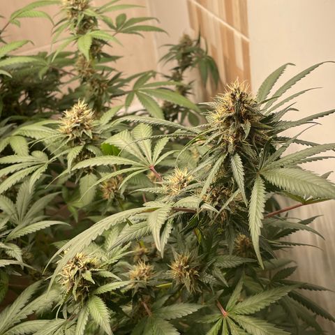 Tropicana Cookies Purple growlog timeline photo