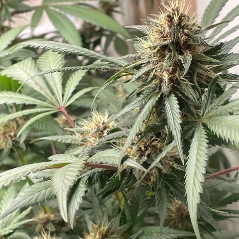 Tropicana Cookies Purple growlog timeline photo