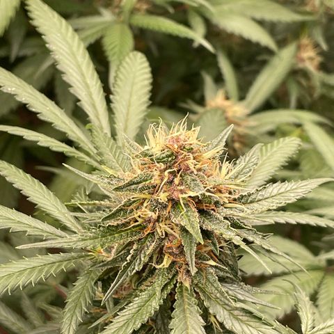Tropicana Cookies Purple growlog timeline photo