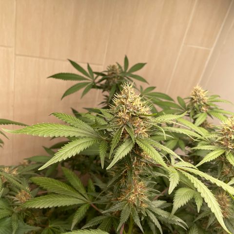 Tropicana Cookies Purple growlog timeline photo