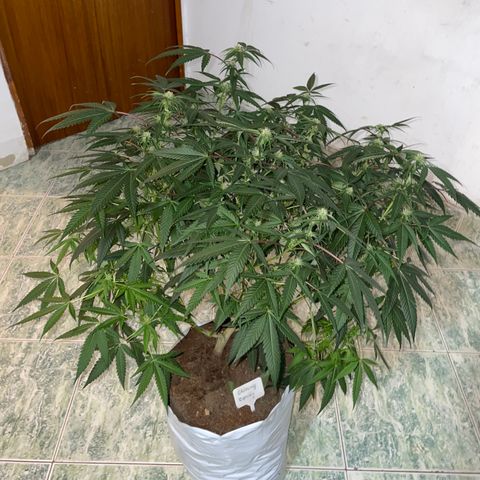 Shining candy  growlog timeline photo