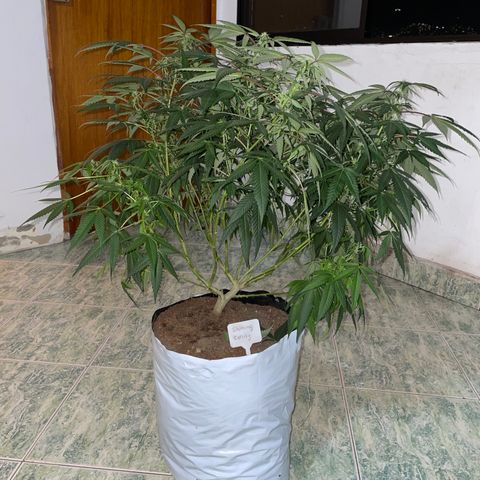 Shining candy  growlog timeline photo