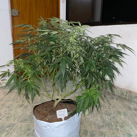 Shining candy  growlog timeline photo