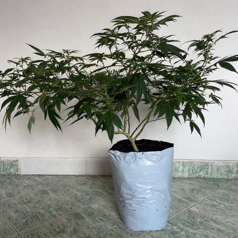 Purple Punch  growlog timeline photo