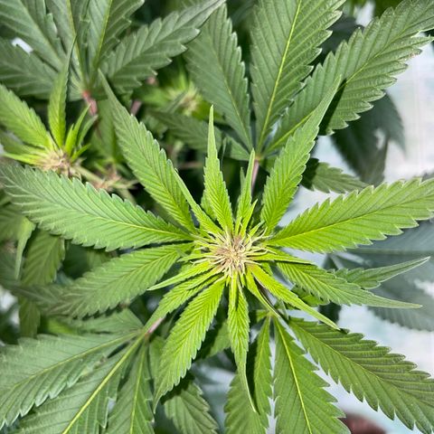Purple Punch  growlog timeline photo