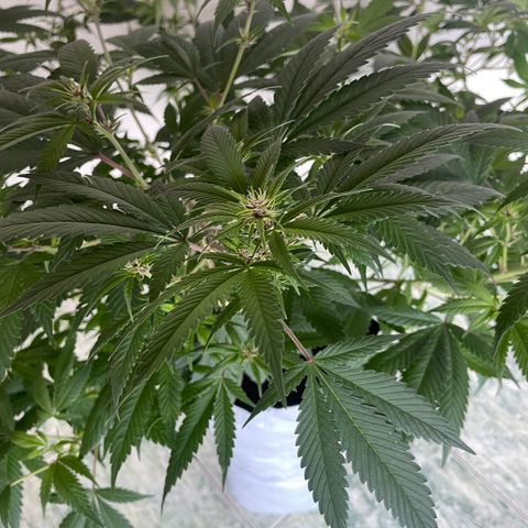 Purple Punch  growlog timeline photo