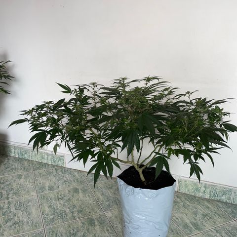 Purple Punch  growlog timeline photo