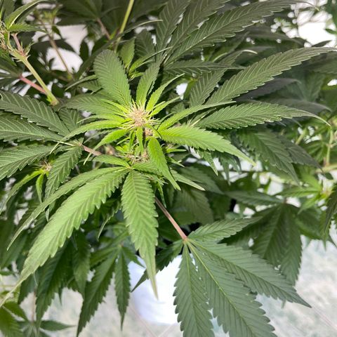 Purple Punch  growlog timeline photo
