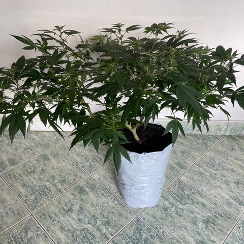 Purple Punch  growlog timeline photo