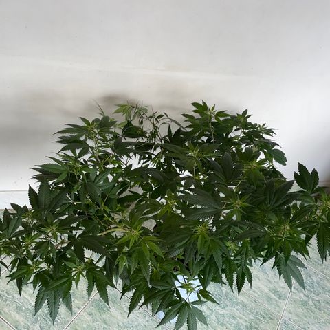 Purple Punch  growlog timeline photo