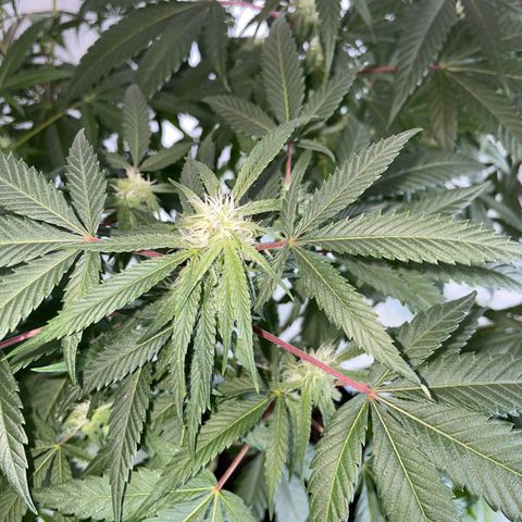 Shining candy  growlog timeline photo