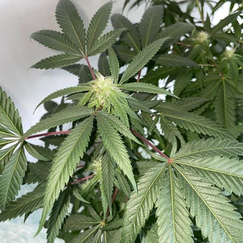 Shining candy  growlog timeline photo