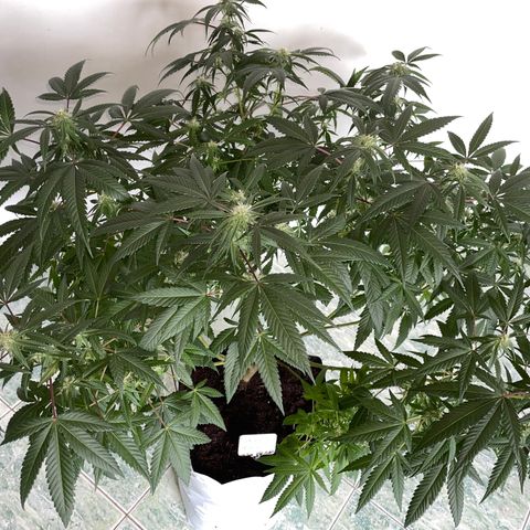 Shining candy  growlog timeline photo