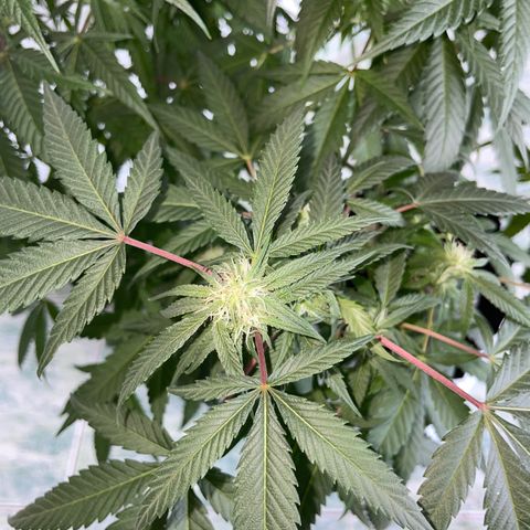 Shining candy  growlog timeline photo