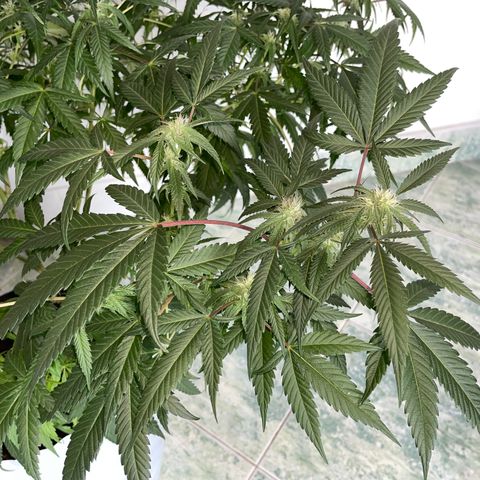 Shining candy  growlog timeline photo