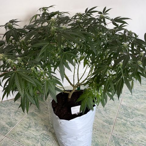 Shining candy  growlog timeline photo