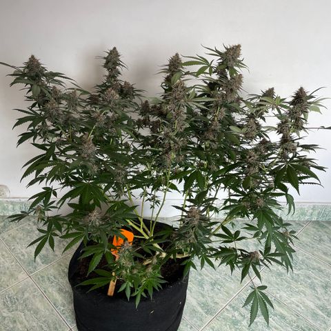 Tropicana Cookies Purple growlog timeline photo