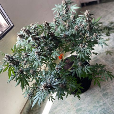 Tropicana Cookies Purple growlog timeline photo
