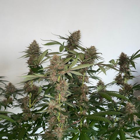 Tropicana Cookies Purple growlog timeline photo