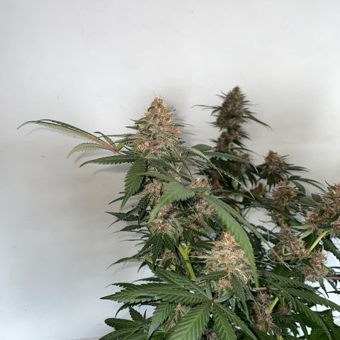 Tropicana Cookies Purple growlog timeline photo