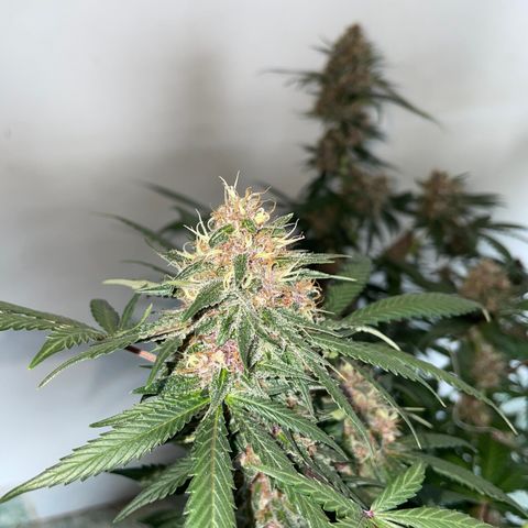 Tropicana Cookies Purple growlog timeline photo