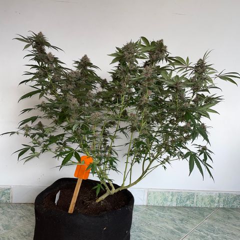Tropicana Cookies Purple growlog timeline photo