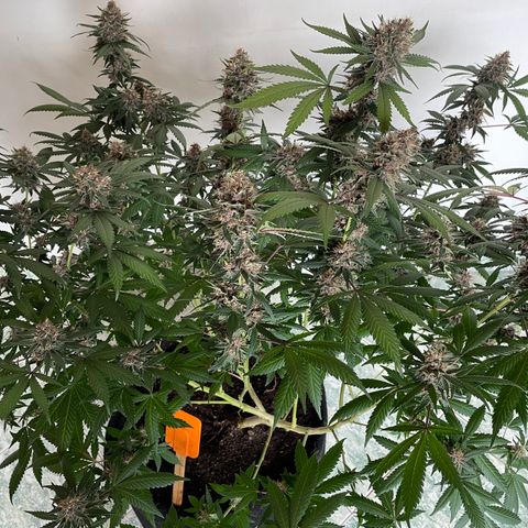 Tropicana Cookies Purple growlog timeline photo