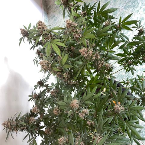 Tropicana Cookies Purple growlog timeline photo