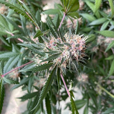 Tropicana Cookies Purple growlog timeline photo