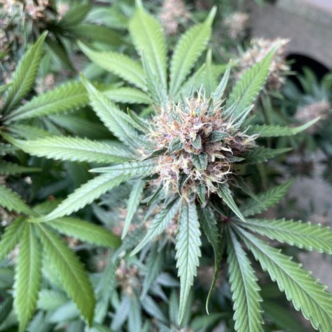 Tropicana Cookies Purple growlog timeline photo