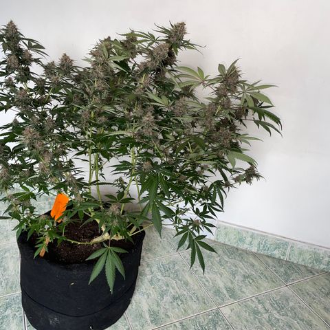 Tropicana Cookies Purple growlog timeline photo