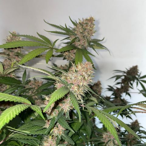 Tropicana Cookies Purple growlog timeline photo