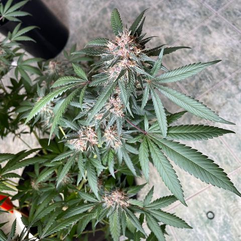 Tropicana Cookies Purple growlog timeline photo