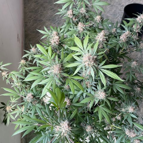 Tropicana Cookies Purple growlog timeline photo
