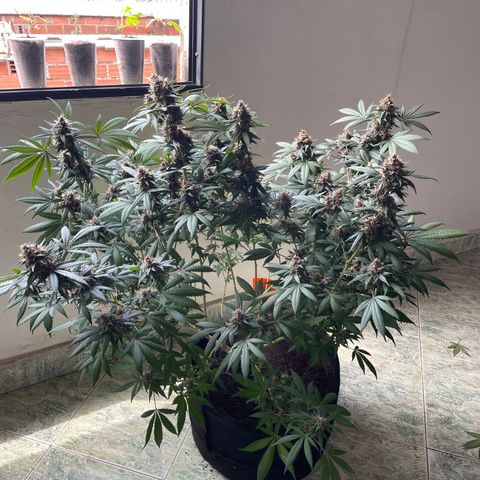 Tropicana Cookies Purple growlog timeline photo