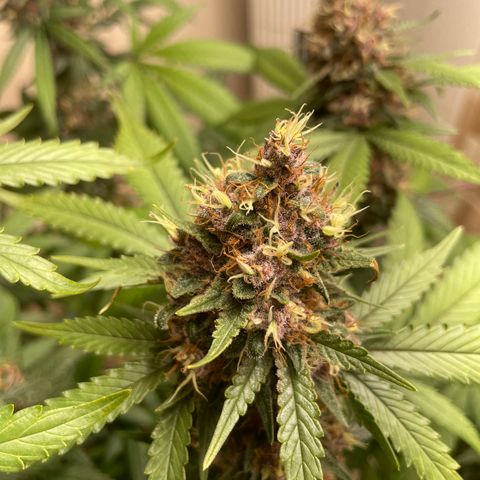 Tropicana Cookies Purple growlog timeline photo
