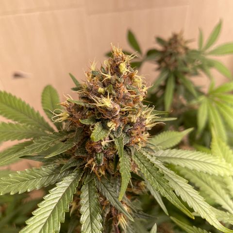 Tropicana Cookies Purple growlog timeline photo
