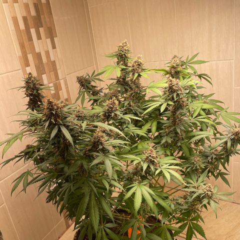 Tropicana Cookies Purple growlog timeline photo