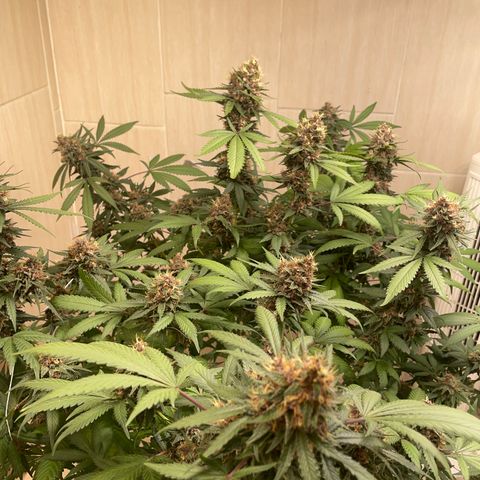 Tropicana Cookies Purple growlog timeline photo