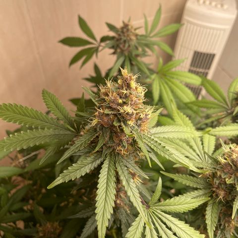 Tropicana Cookies Purple growlog timeline photo