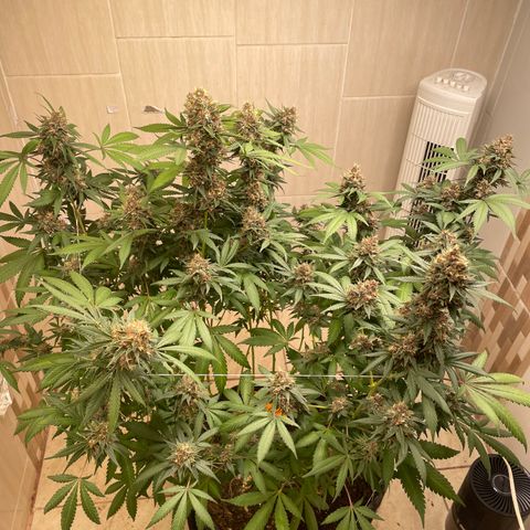 Tropicana Cookies Purple growlog timeline photo