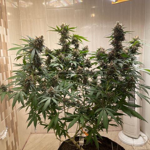 Tropicana Cookies Purple growlog timeline photo