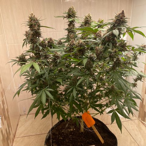Tropicana Cookies Purple growlog timeline photo