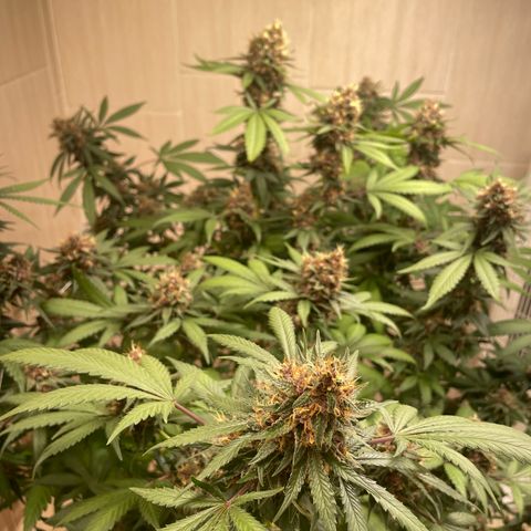 Tropicana Cookies Purple growlog timeline photo