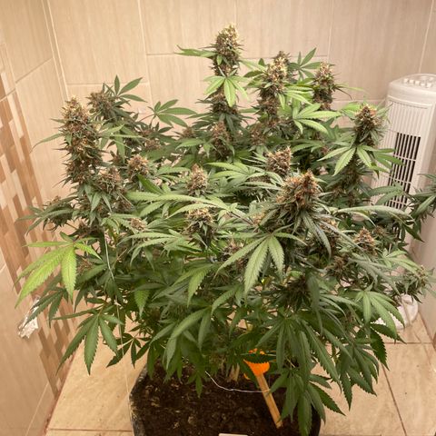 Tropicana Cookies Purple growlog timeline photo